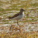 Solitary Sandpiper by rminer