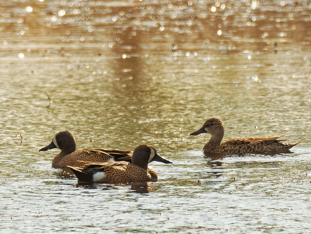 blue-winged teals  by rminer
