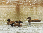 1st May 2021 - blue-winged teals 