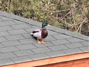 1st May 2021 - Oh No! A Duck on my Summer House!!