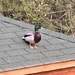 Oh No! A Duck on my Summer House!! by susiemc
