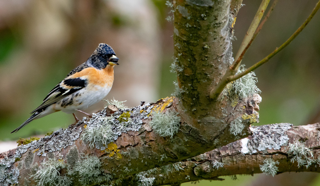 Brambling by lifeat60degrees
