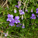 Dog Violet by lifeat60degrees