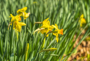 1st May 2021 - Daffodils