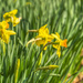Daffodils by kvphoto