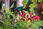1st May 2021 - Lesser Double Collared Sunbird