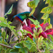 Lesser Double Collared Sunbird by seacreature