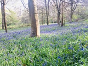 1st May 2021 - Bluebells