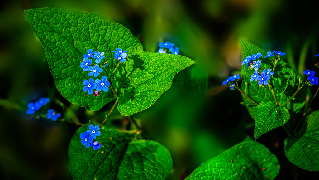 little blue flowers by jernst1779