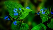 17th Apr 2021 - little blue flowers