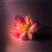 blossom drama by jernst1779
