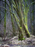 18th Feb 2021 - Mossy trees