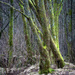 Mossy trees by helstor365