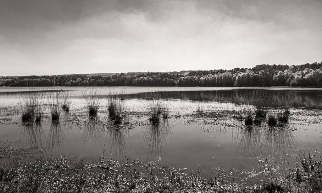The sedge is withering from the lake... by vignouse