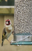 1st May 2021 - Goldfinch