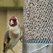 Goldfinch by phil_sandford