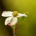 dogwood blossom by jernst1779