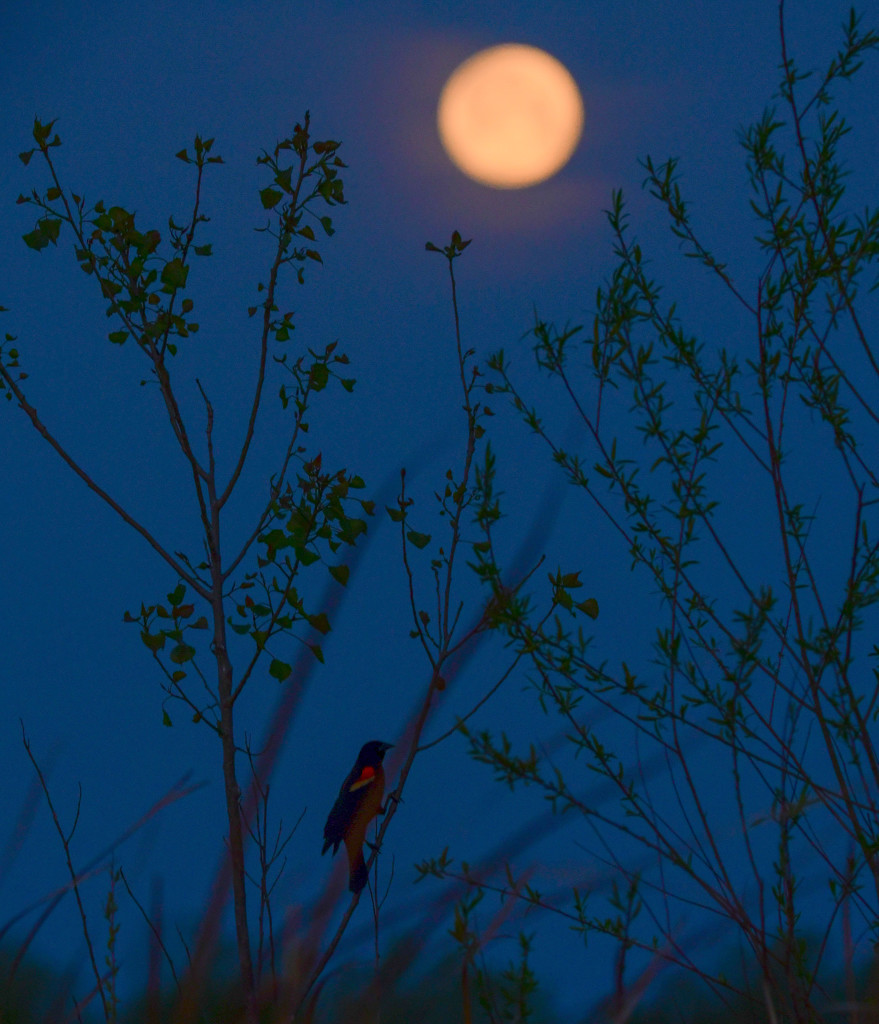 Red-winged Blackbird at Moon's Descent by kareenking