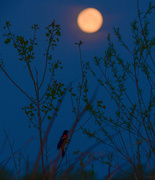 27th Apr 2021 - Red-winged Blackbird at Moon's Descent