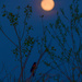 Red-winged Blackbird at Moon's Descent by kareenking