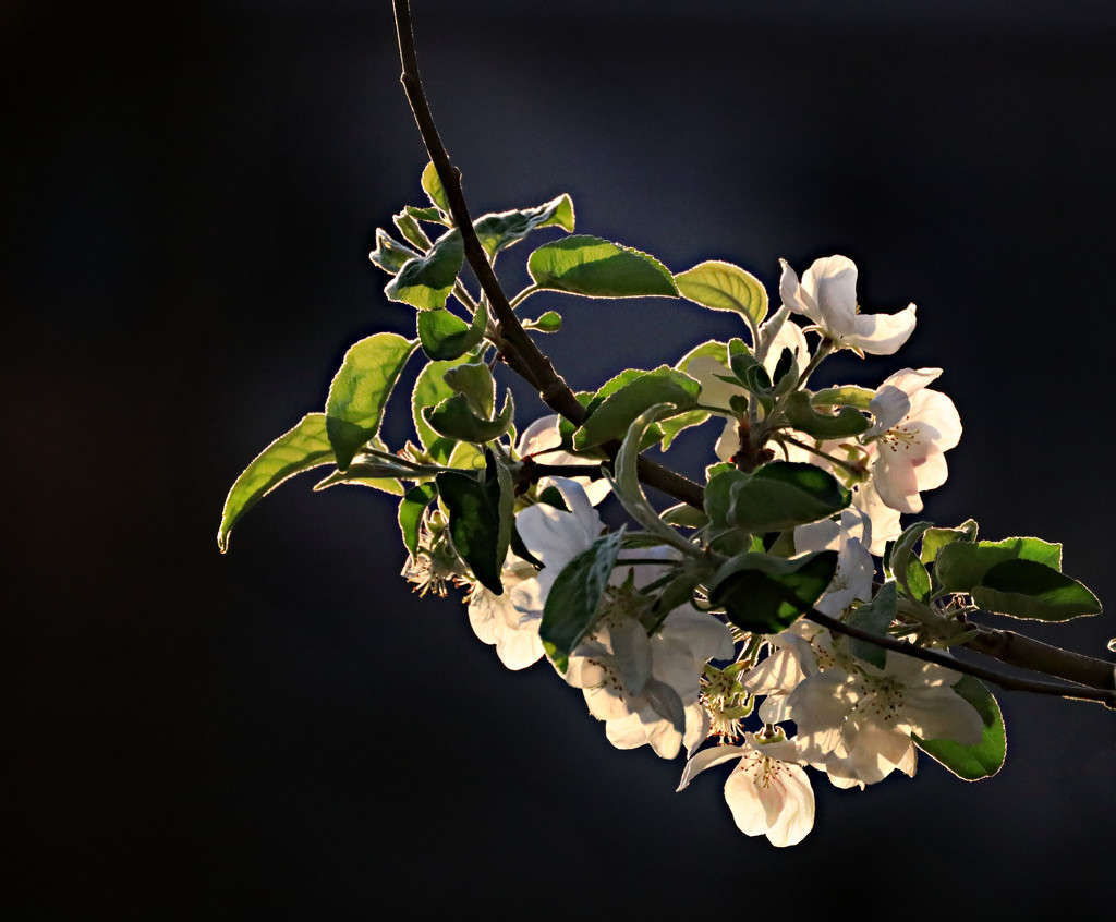 Evening Sun On the Apple Blossoms  by gq