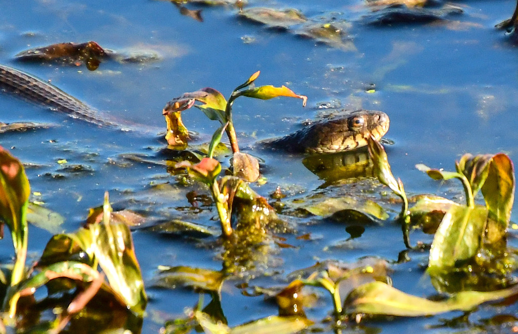 Water Snake by kareenking