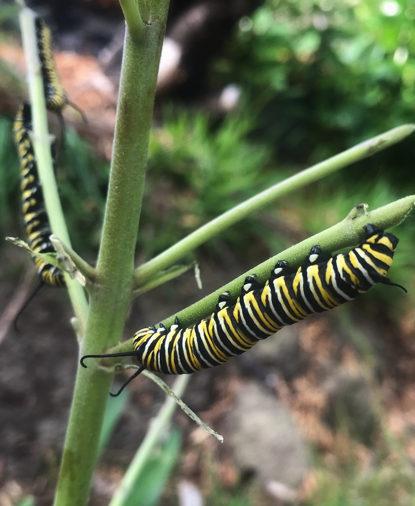 Monarch caterpillars by carolinesdreams