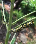 2nd May 2021 - Monarch caterpillars