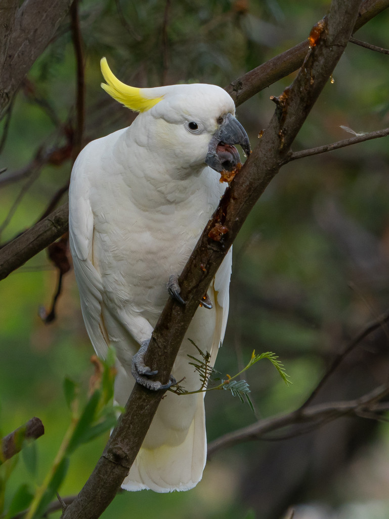 Yellow crested cockatoo by gosia