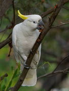 24th Apr 2021 - Yellow crested cockatoo