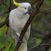 Yellow crested cockatoo by gosia