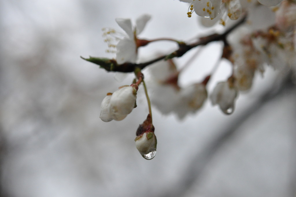 Raindrops on Spring Blossoms by frantackaberry