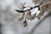 28th Apr 2021 - Raindrops on Spring Blossoms
