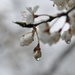 Raindrops on Spring Blossoms by frantackaberry