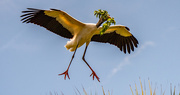 1st May 2021 - Woodstork Coming in for a Landing at the Nest!