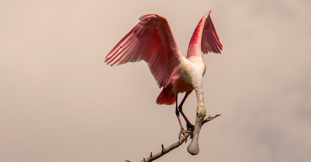 Roseate Spoonbill Waiting to Come Down to the Nests! by rickster549