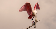 1st May 2021 - Roseate Spoonbill Waiting to Come Down to the Nests!