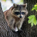 Little Raccoon by jyokota