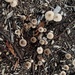 Mushrooms by sugarmuser