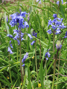 2nd May 2021 - Bluebells in my Garden