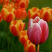 0501 - Tulips by bob65
