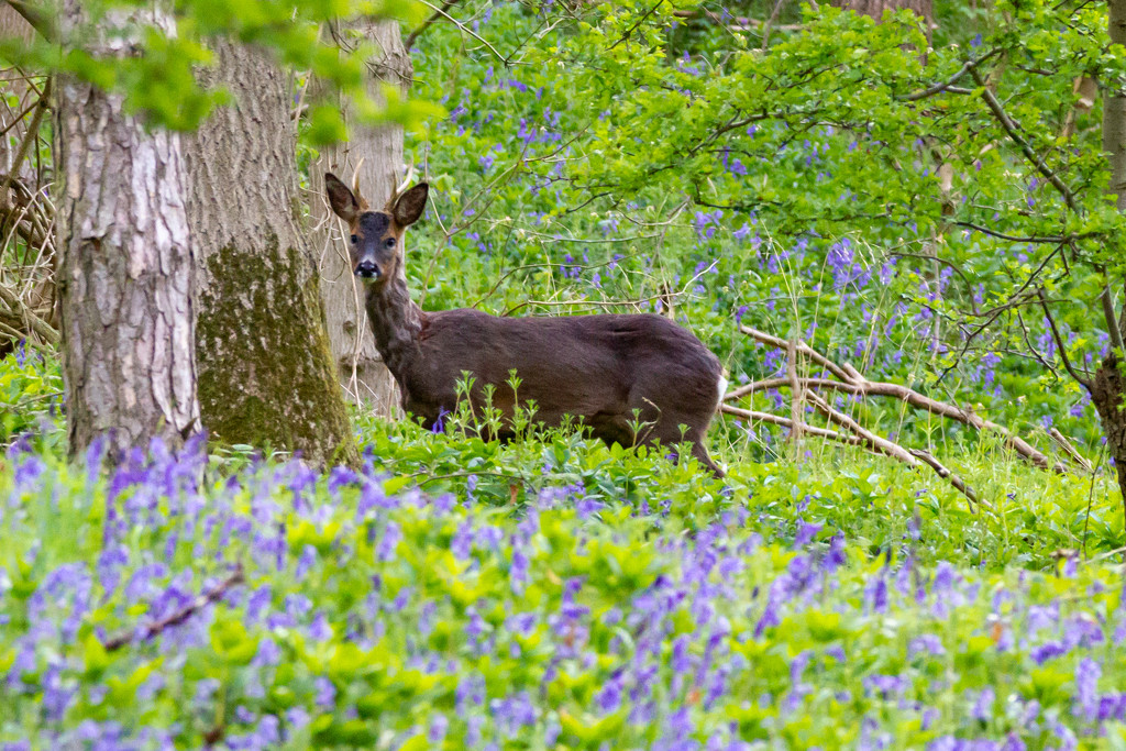 Deer in Bluebells by natsnell