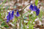 1st May 2021 - bluebell
