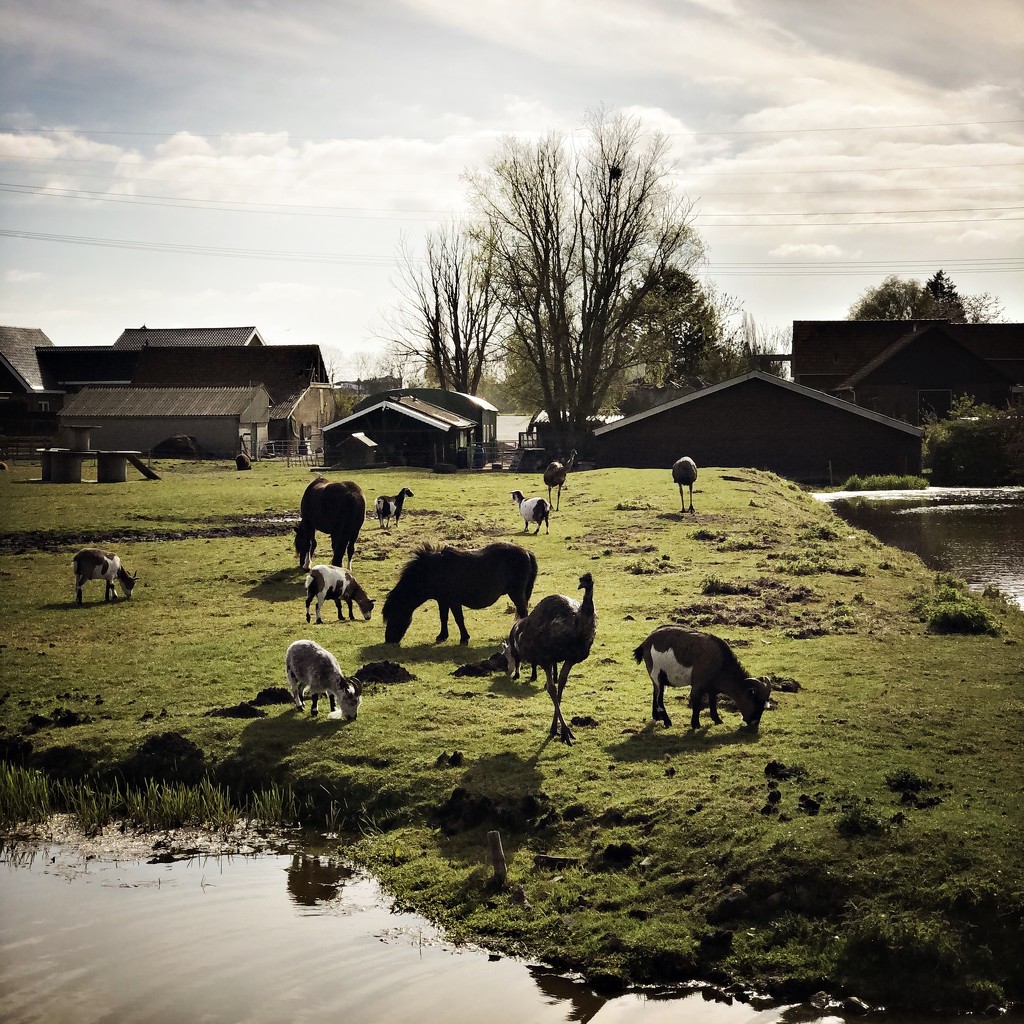 Animal farm by mastermek