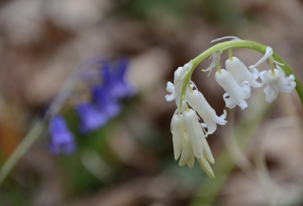 White bluebell. by wakelys