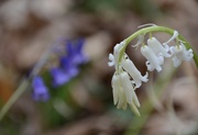 2nd May 2021 - White bluebell.