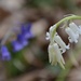 White bluebell. by wakelys