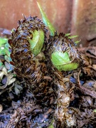 2nd May 2021 - Freaky ferns unfurling