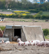 30th Apr 2021 - Little pigs...