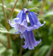 2nd May 2021 - Bluebell time.......